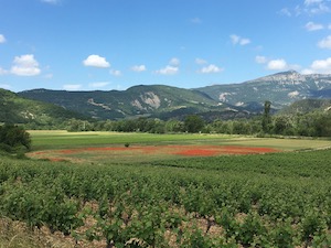 Coquelicots