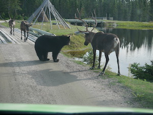 Ours Caribou