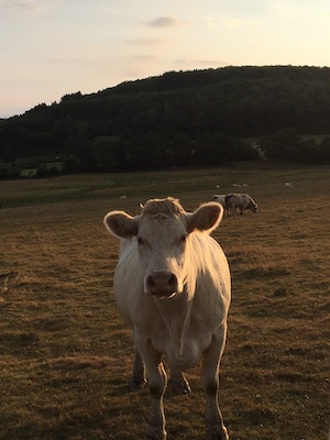 Vache