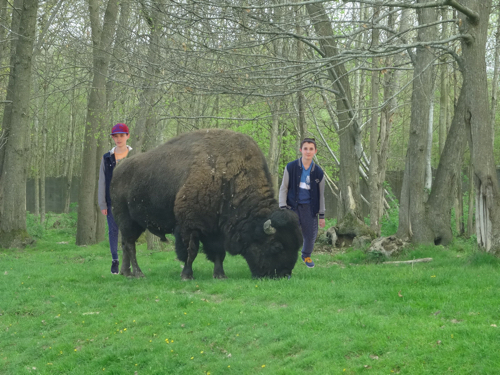 Deux garçons et un bison.